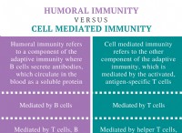 体液性免疫と細胞性免疫の違い 