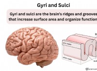 脳のひだを理解する:回と脳溝 - 解剖学と機能 