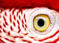 鳥瞰図:血管のないコンゴウインコはどのように見えるのか 