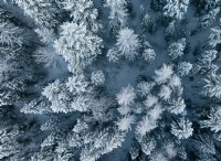 凍結中の木の爆発の背後にある科学を理解する 