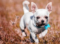 犬の食糞を理解する：原因と科学的説明 