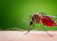 デング熱：リスク、症状、予防 