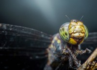古代の巨大昆虫:昆虫界の先史時代の巨人を発見する 