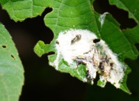 蜘蛛の擬態:鳥落とし蜘蛛の驚くべき事件 