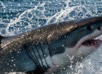 ホホジロザメの死：シャチの捕食が明らかに - 科学的分析 