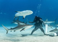 サメの攻撃リスクの予測:海洋状況は早期警告を提供できるか? 