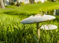 なぜ私の庭にキノコが生えるのですか?原因と予防 