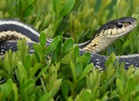 ヘビの安全な駆除:庭でヘビを見つけた場合の対処法 