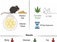 大麻と健康：マウスの研究は体重の減少と糖尿病のリスクに関連している 