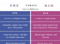 羊 vs. 羊:羊の雄と雌の違いを理解する 